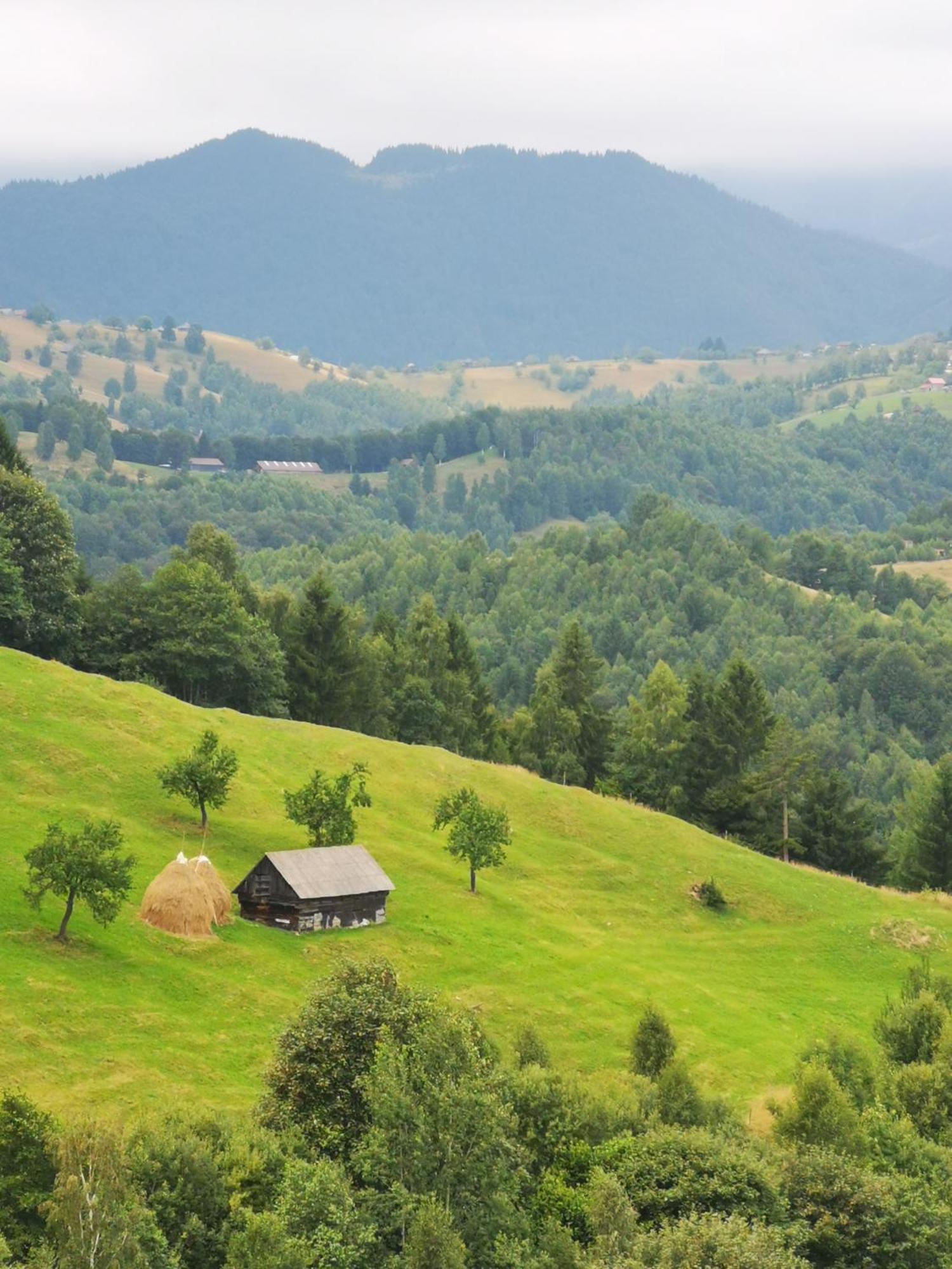 Glamping Zazen Hotel Drumu Carului Luaran gambar